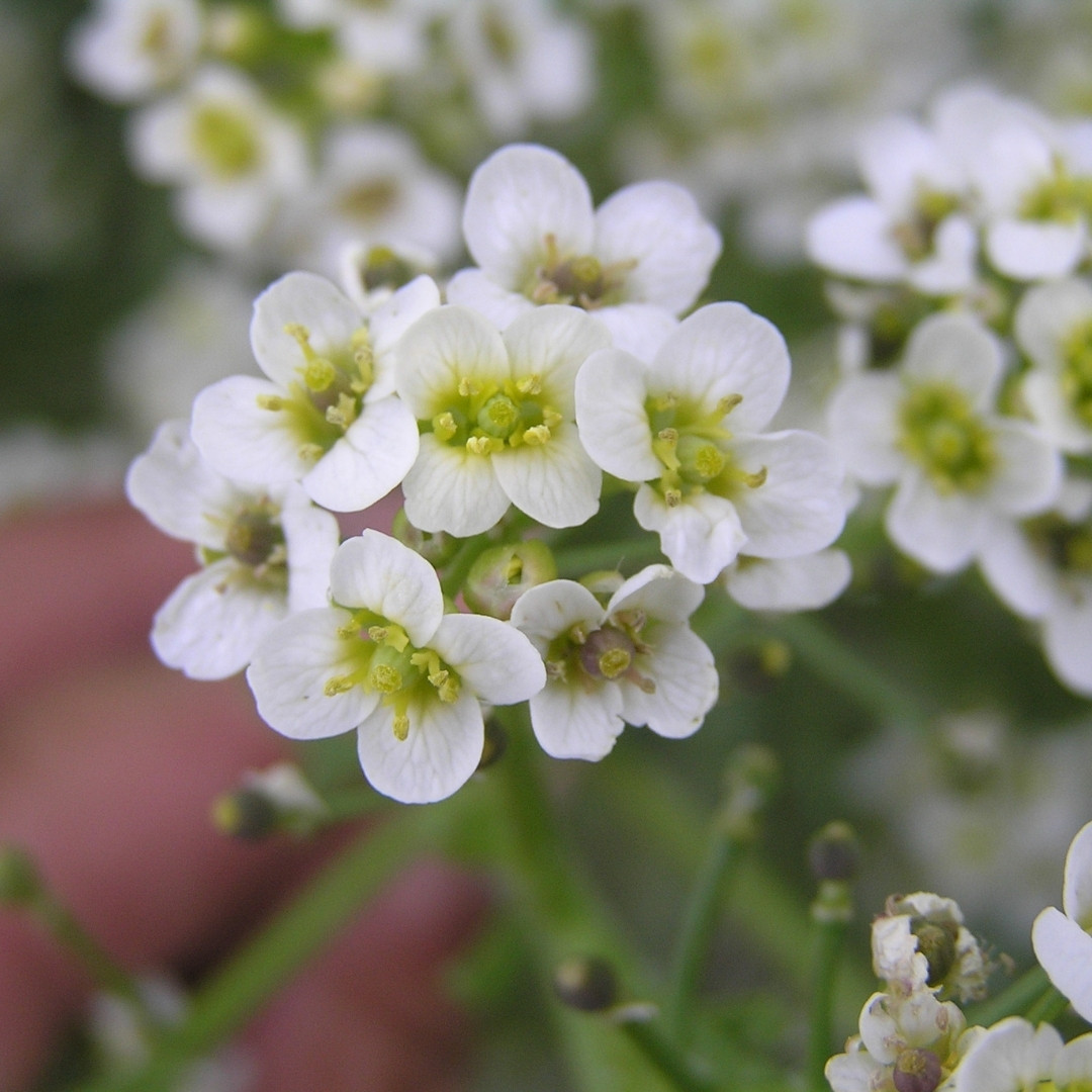 Crambe, Crambe Tataria Seeds, Tartar Bread Plant, Katran - 50