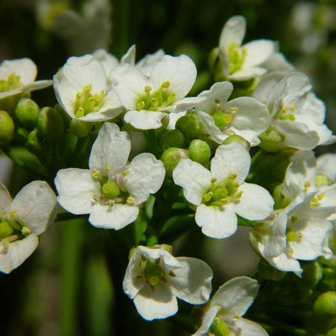 Crambe, Crambe Tataria Seeds, Tartar Bread Plant, Katran - 50