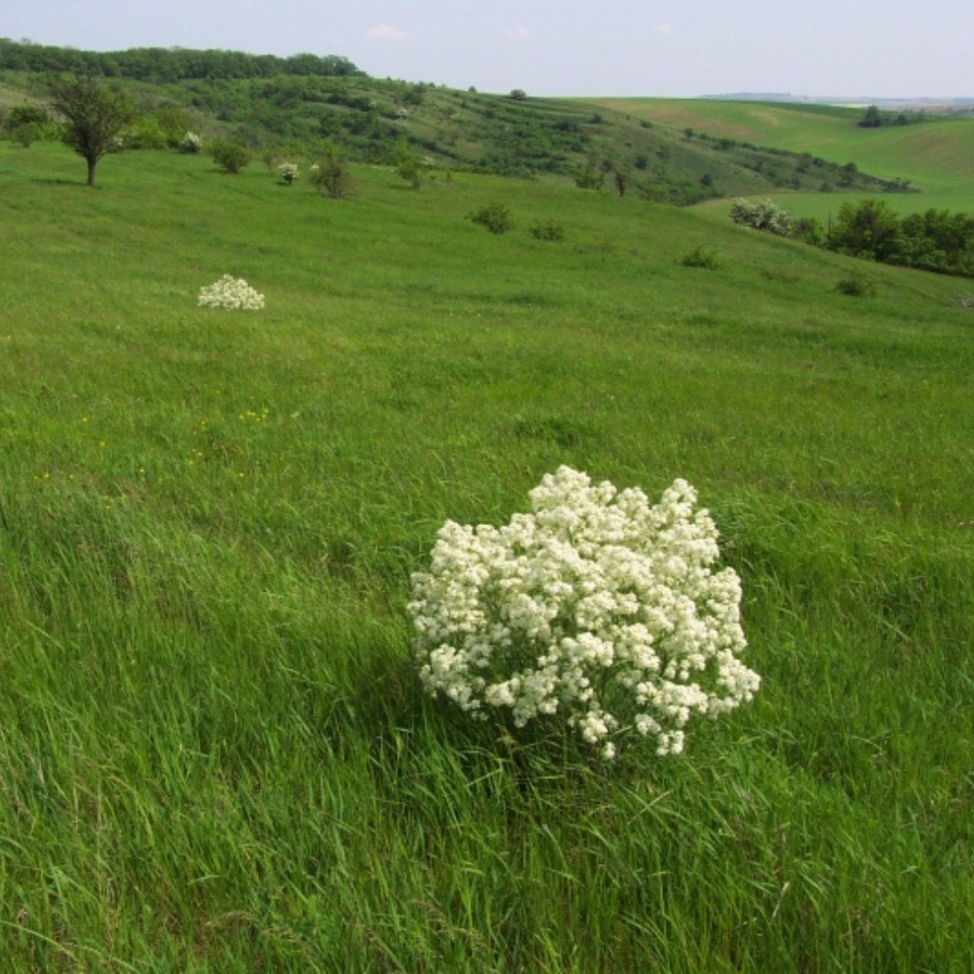 Crambe, Crambe Tataria Seeds, Tartar Bread Plant, Katran - 50