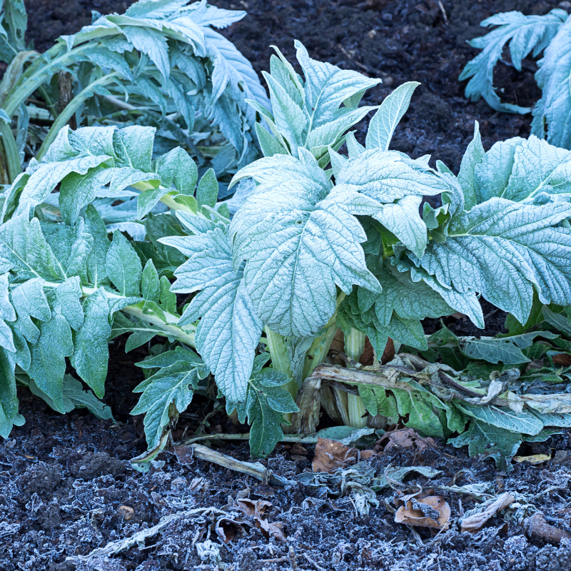 Artichoke Green globe seeds - 30
