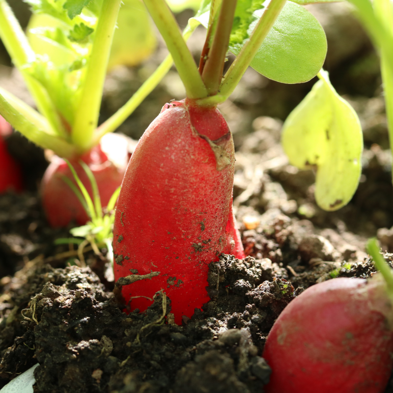 China Rose Radish seeds - 30