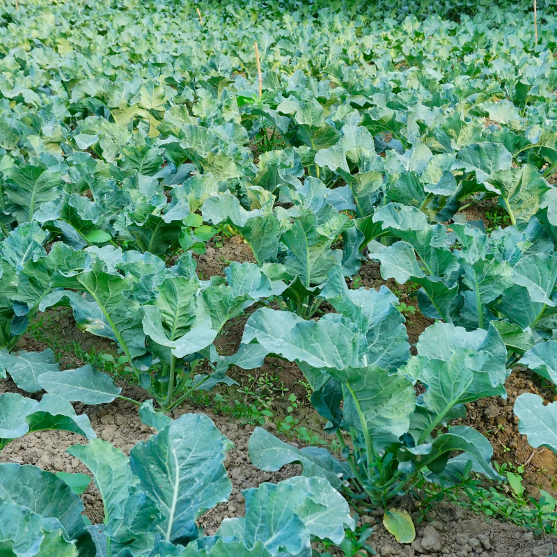 Cabbage pride of india seeds - 30