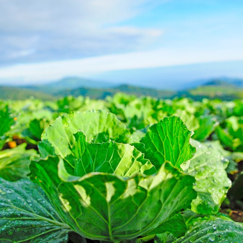 Cabbage pride of india seeds - 30