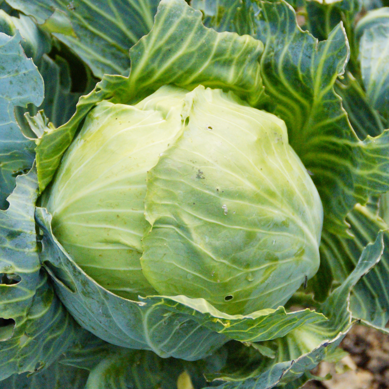 Cabbage pride of india seeds - 30