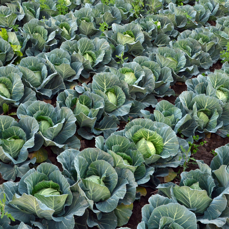 Cabbage pride of india seeds - 30
