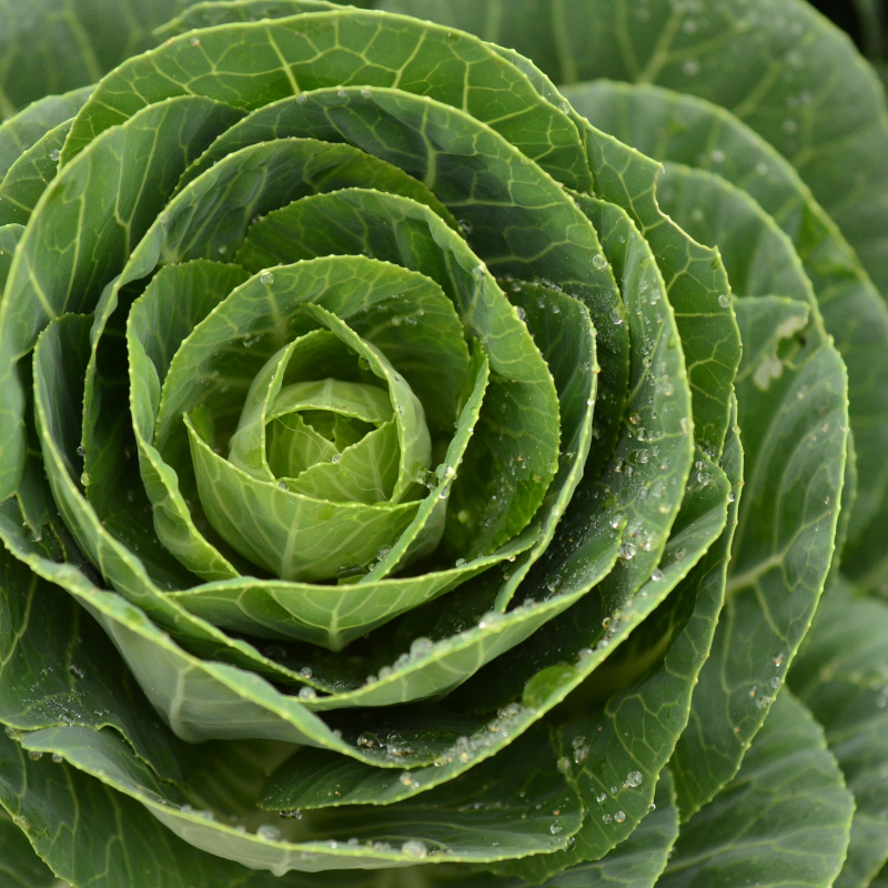 Cabbage pride of india seeds - 30