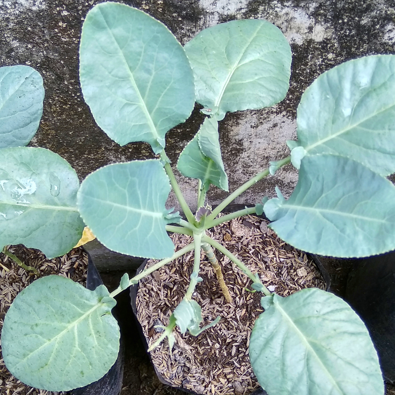 Komatsuna baby leaf seeds - 30