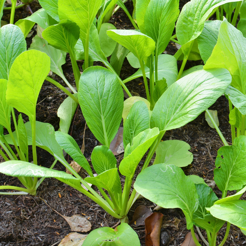 Komatsuna baby leaf seeds - 30