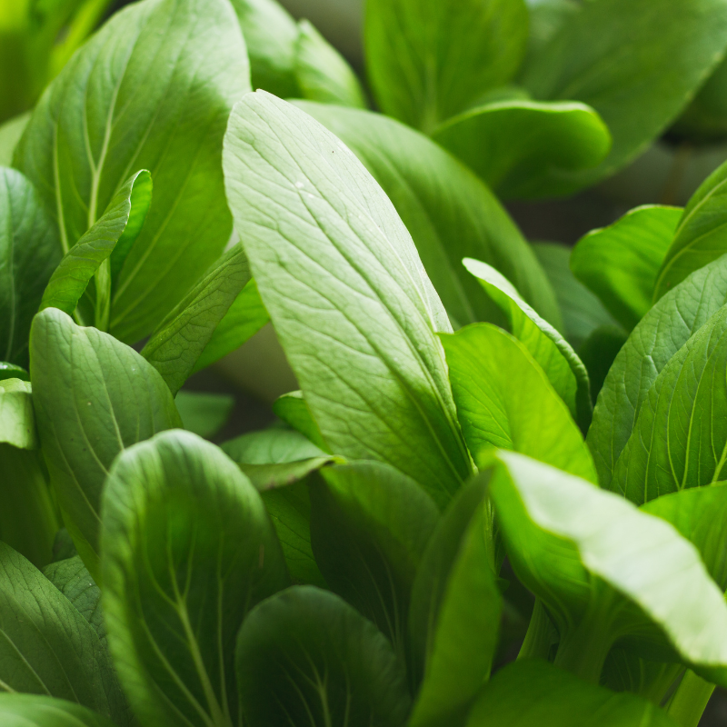 Komatsuna baby leaf seeds - 30