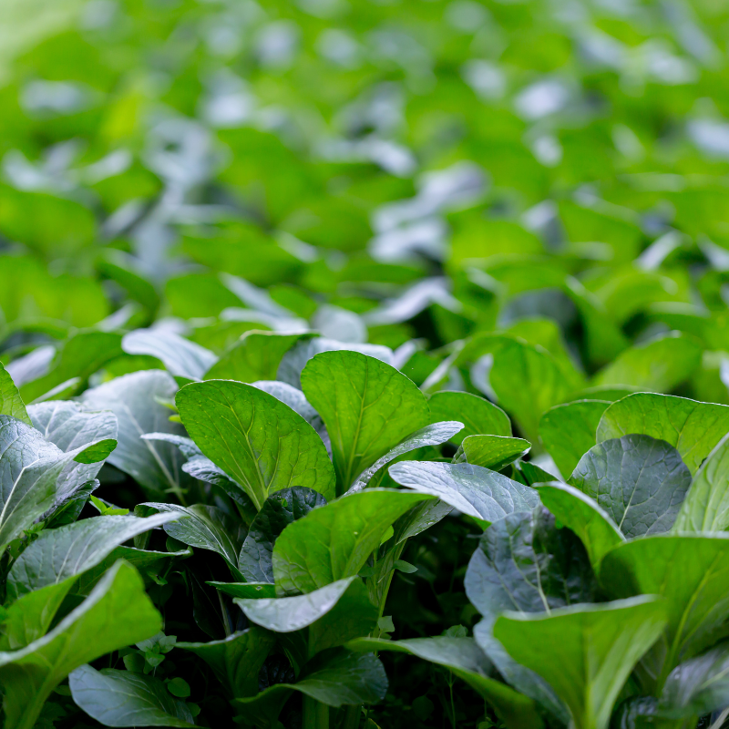 Komatsuna baby leaf seeds - 30