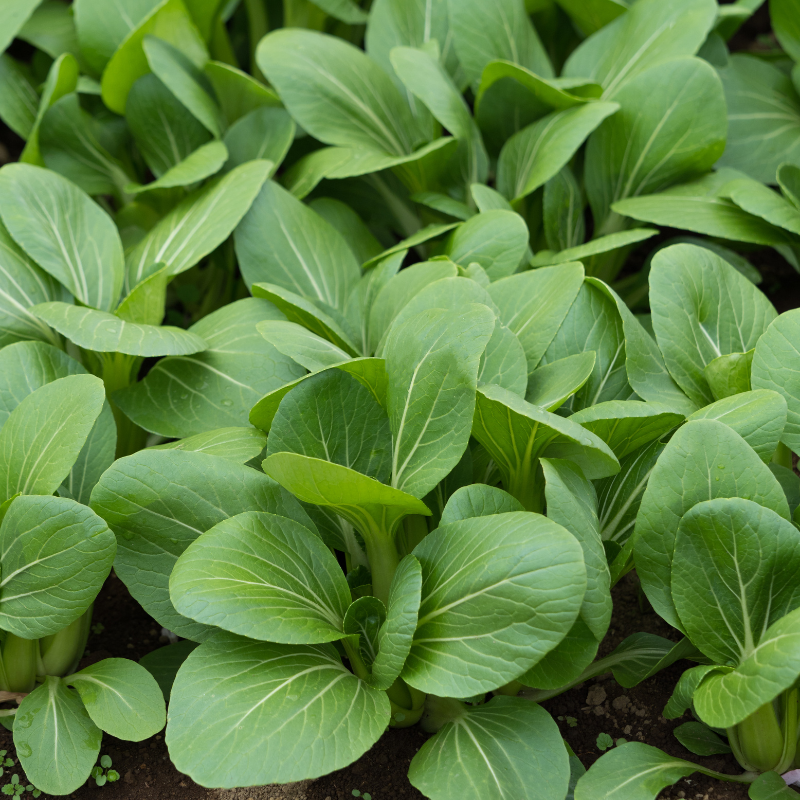 Komatsuna baby leaf seeds - 30