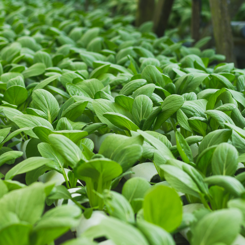 Komatsuna baby leaf seeds - 30