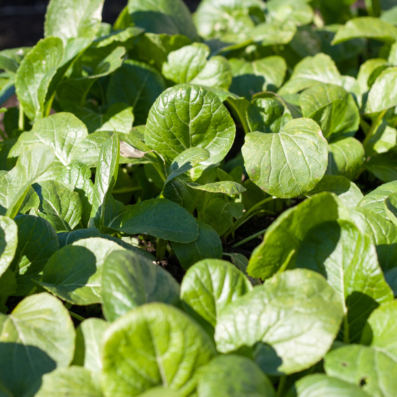 Komatsuna baby leaf seeds - 30