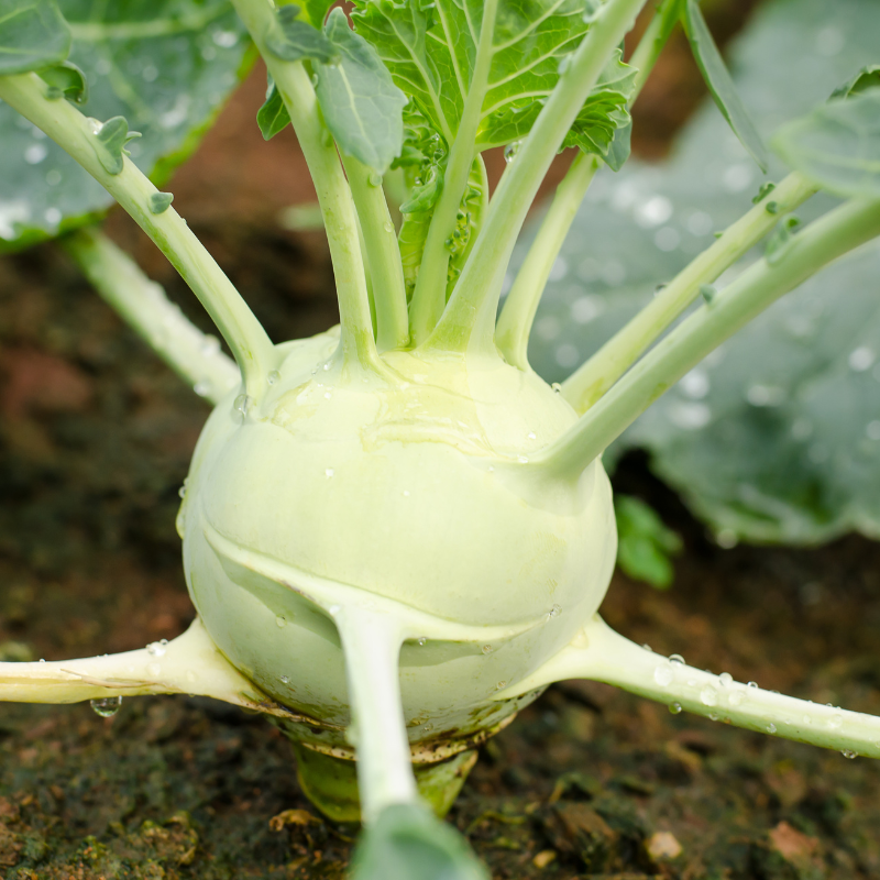 Kohlrabi early white vienna seeds - 30