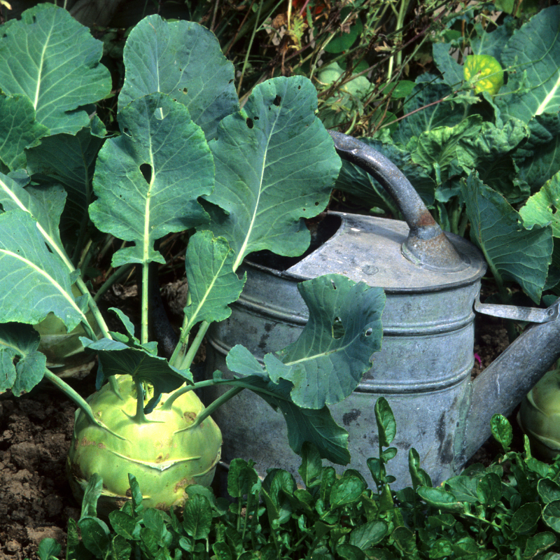 Kohlrabi early white vienna seeds - 30