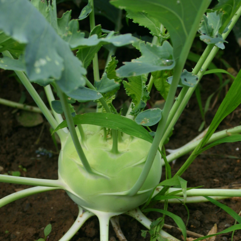 Kohlrabi early white vienna seeds - 30