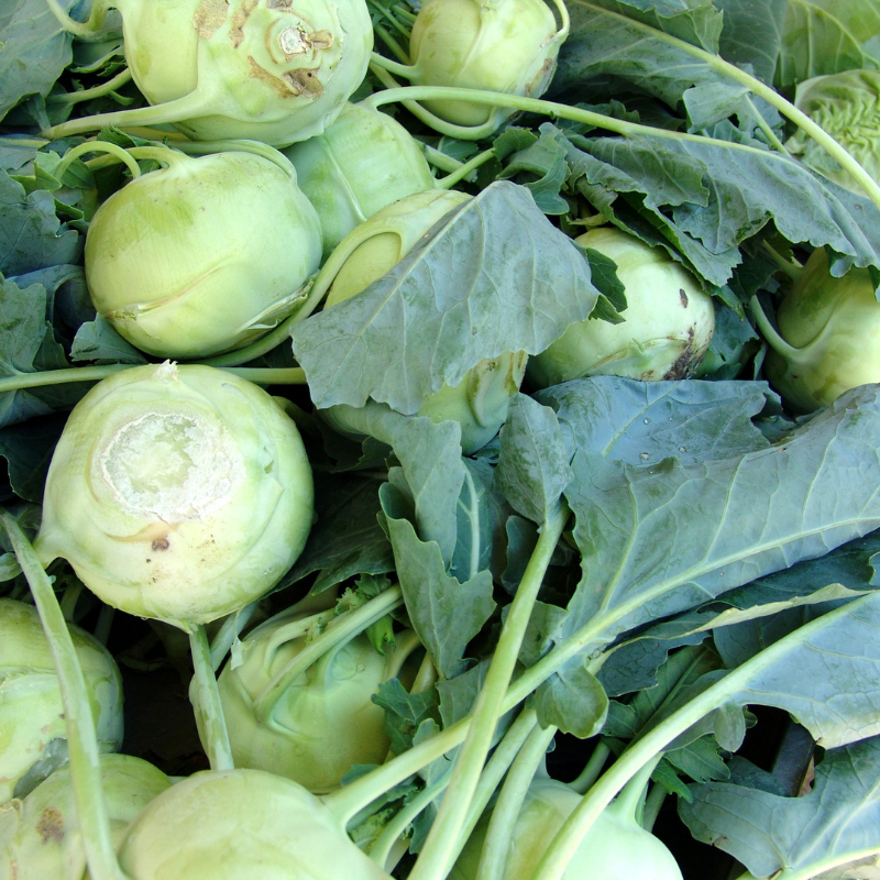 Kohlrabi early white vienna seeds - 30