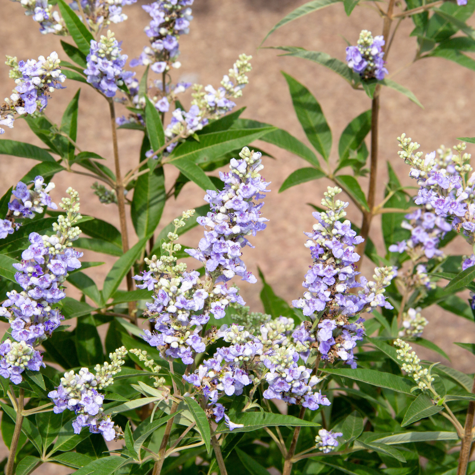 Vitex, Nirgundi (Negundo), Vitex agnus-castus seeds - 100