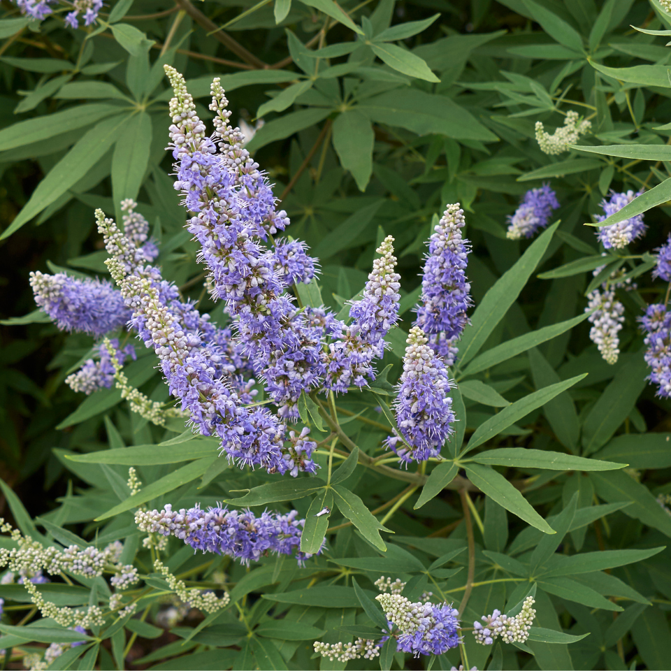 Vitex, Nirgundi (Negundo), Vitex agnus-castus seeds - 100