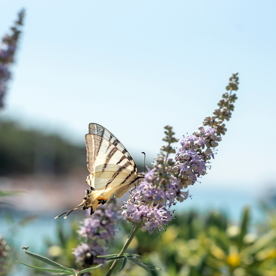 Vitex, Nirgundi (Negundo), Vitex agnus-castus seeds - 100