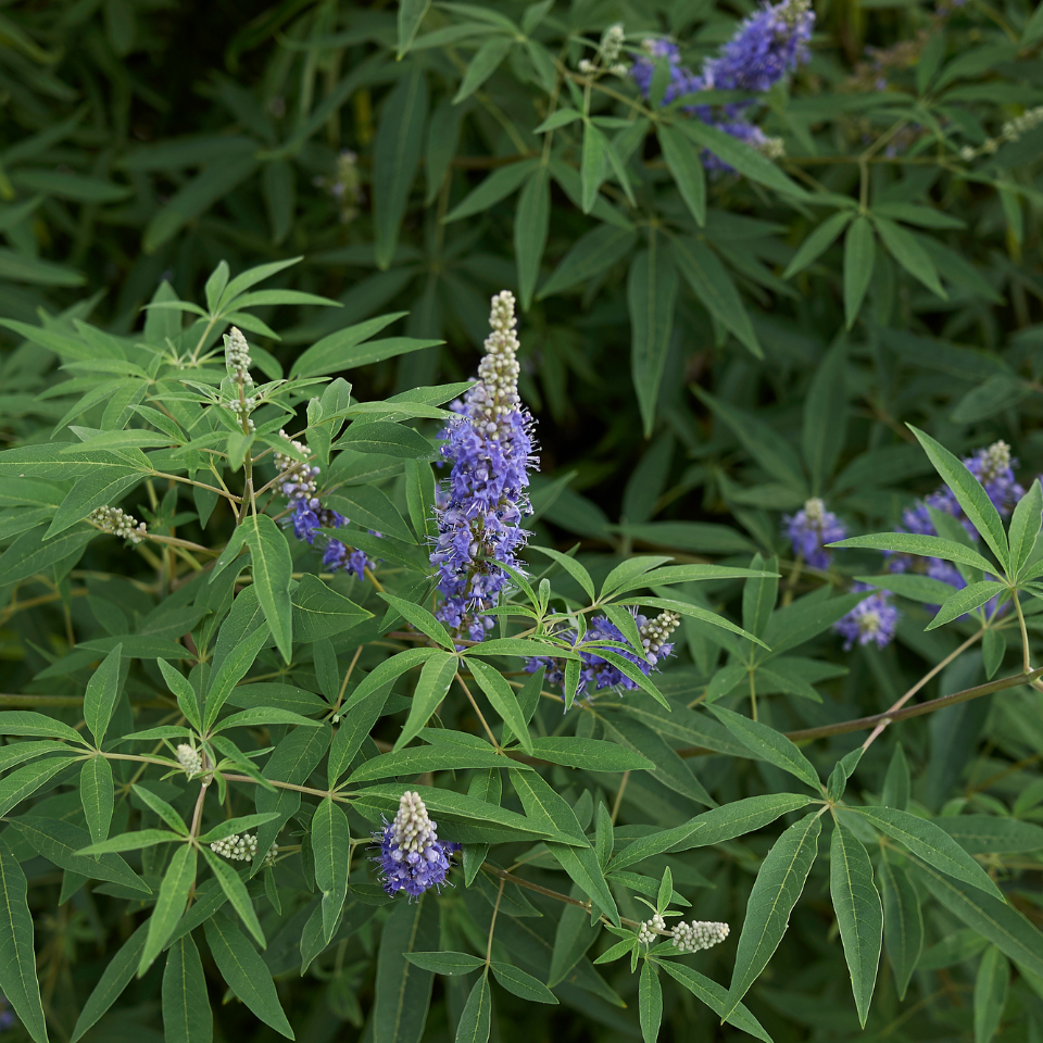 Vitex, Nirgundi (Negundo), Vitex agnus-castus seeds - 100