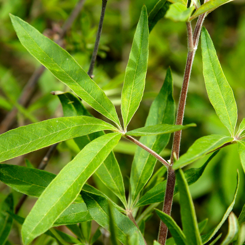 Vitex, Nirgundi (Negundo), Vitex agnus-castus seeds - 100