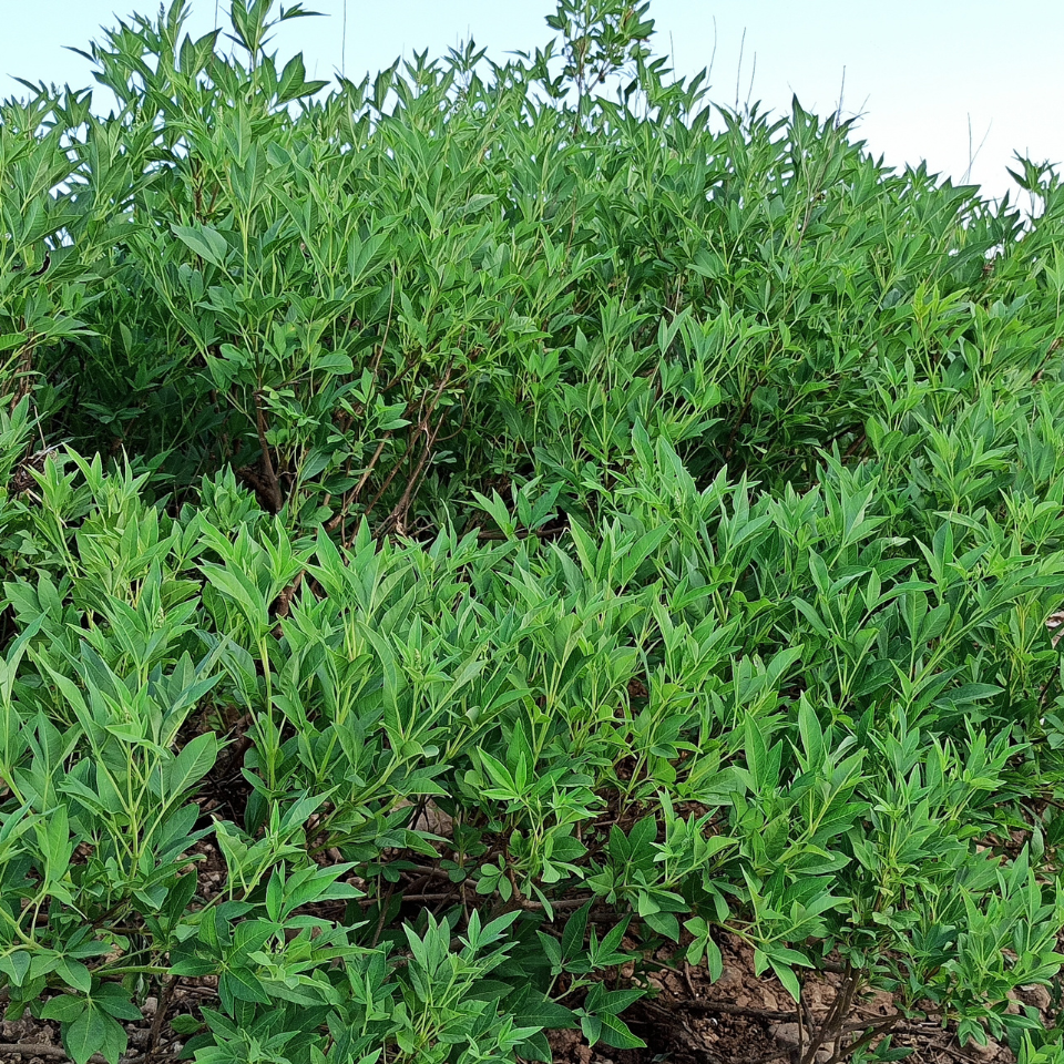 Vitex, Nirgundi (Negundo), Vitex agnus-castus seeds - 100