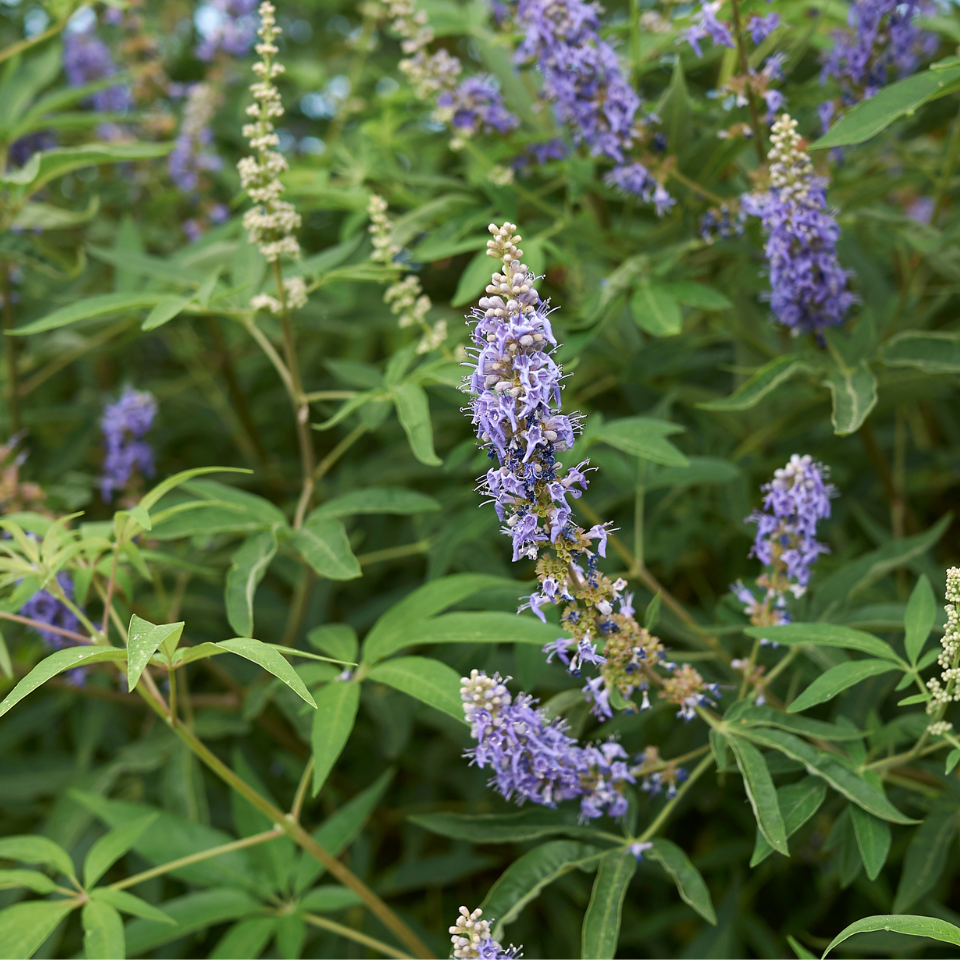 Vitex, Nirgundi (Negundo), Vitex agnus-castus seeds - 100