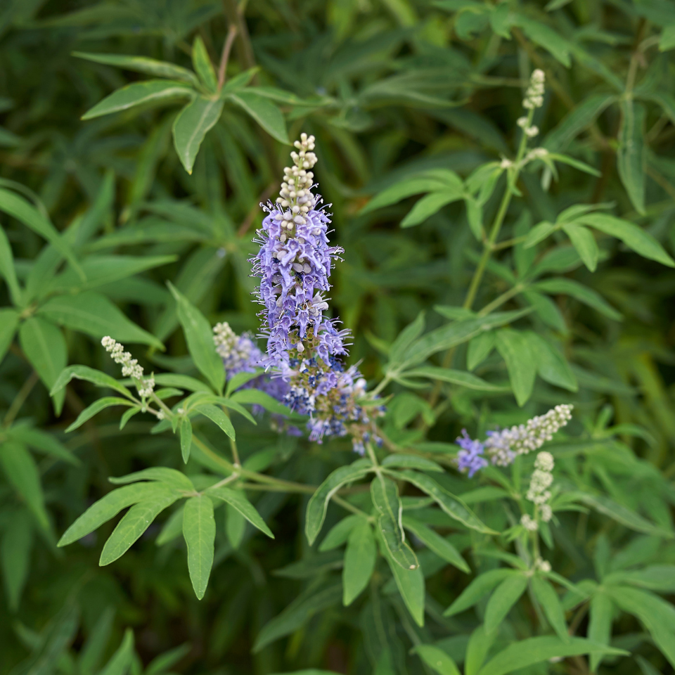 Vitex, Nirgundi (Negundo), Vitex agnus-castus seeds - 100