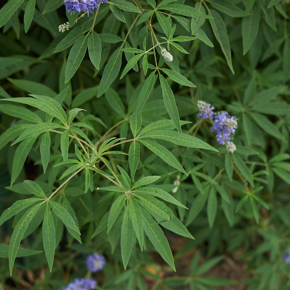 Vitex, Nirgundi (Negundo), Vitex agnus-castus seeds - 100