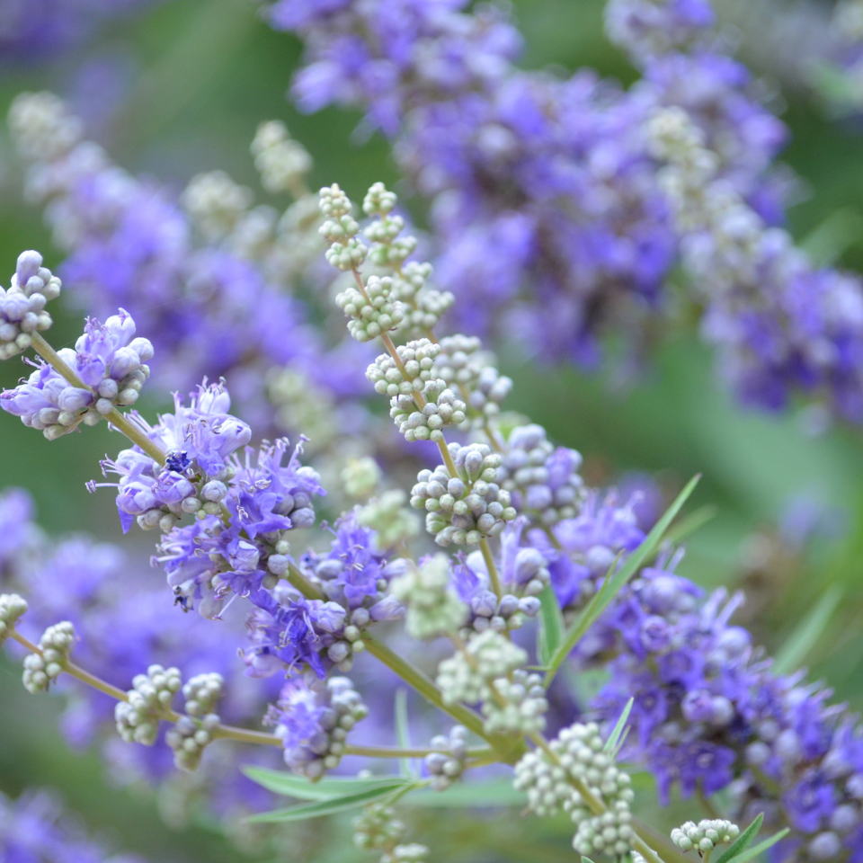 Vitex, Nirgundi (Negundo), Vitex agnus-castus seeds - 100