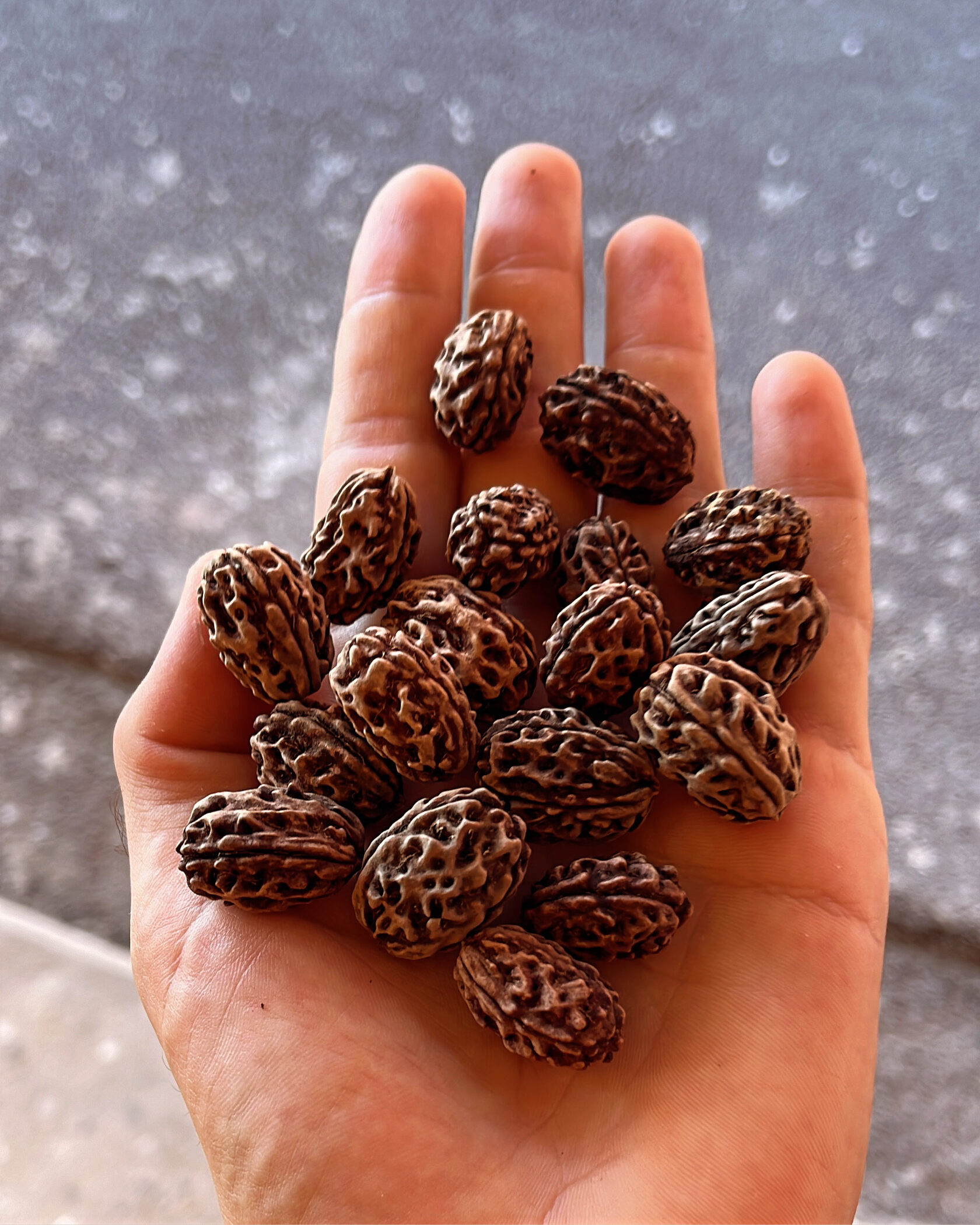 Elaeocarpus Ganitrus, Rudraksha tree seeds (OM NAMAH SHIVAYA) - 10