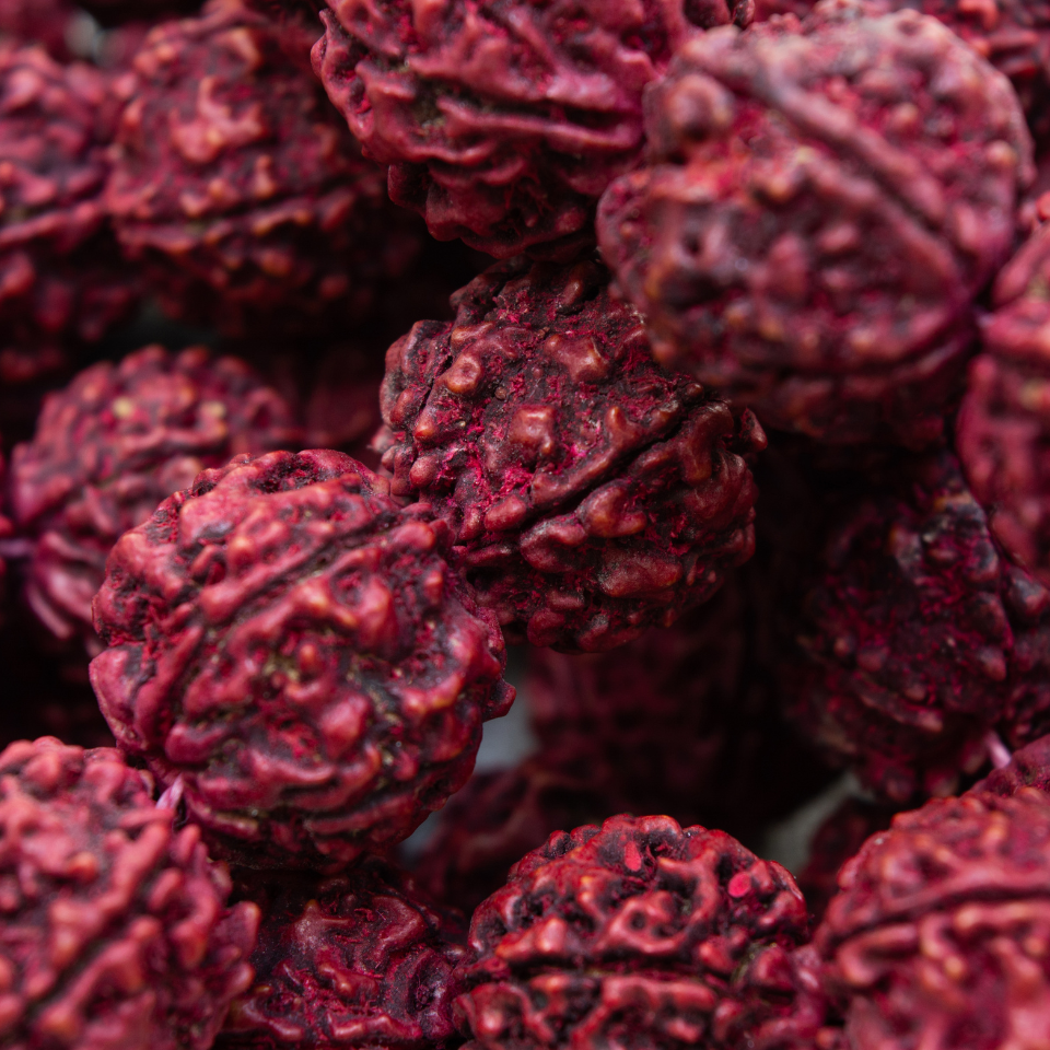Elaeocarpus Ganitrus, Rudraksha tree seeds (OM NAMAH SHIVAYA) - 5