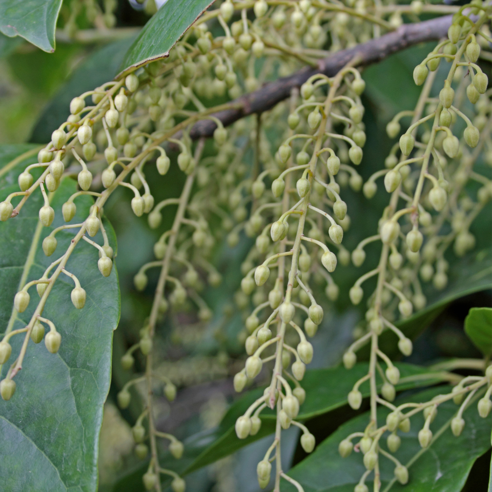 Elaeocarpus Ganitrus, Rudraksha tree seeds (OM NAMAH SHIVAYA) - 5