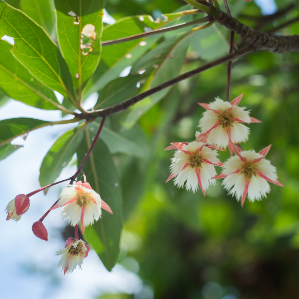 Elaeocarpus Ganitrus, Rudraksha tree seeds (OM NAMAH SHIVAYA) - 5