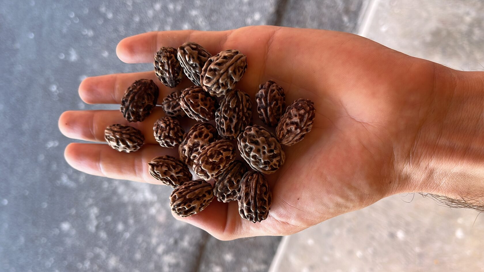 Elaeocarpus Ganitrus, Rudraksha tree seeds (OM NAMAH SHIVAYA) - 5