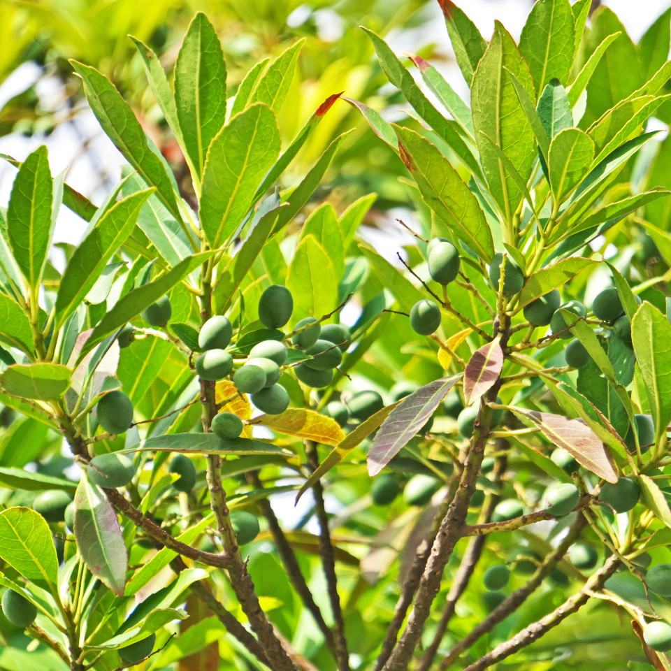 Elaeocarpus Ganitrus, Rudraksha tree seeds (OM NAMAH SHIVAYA) - 5