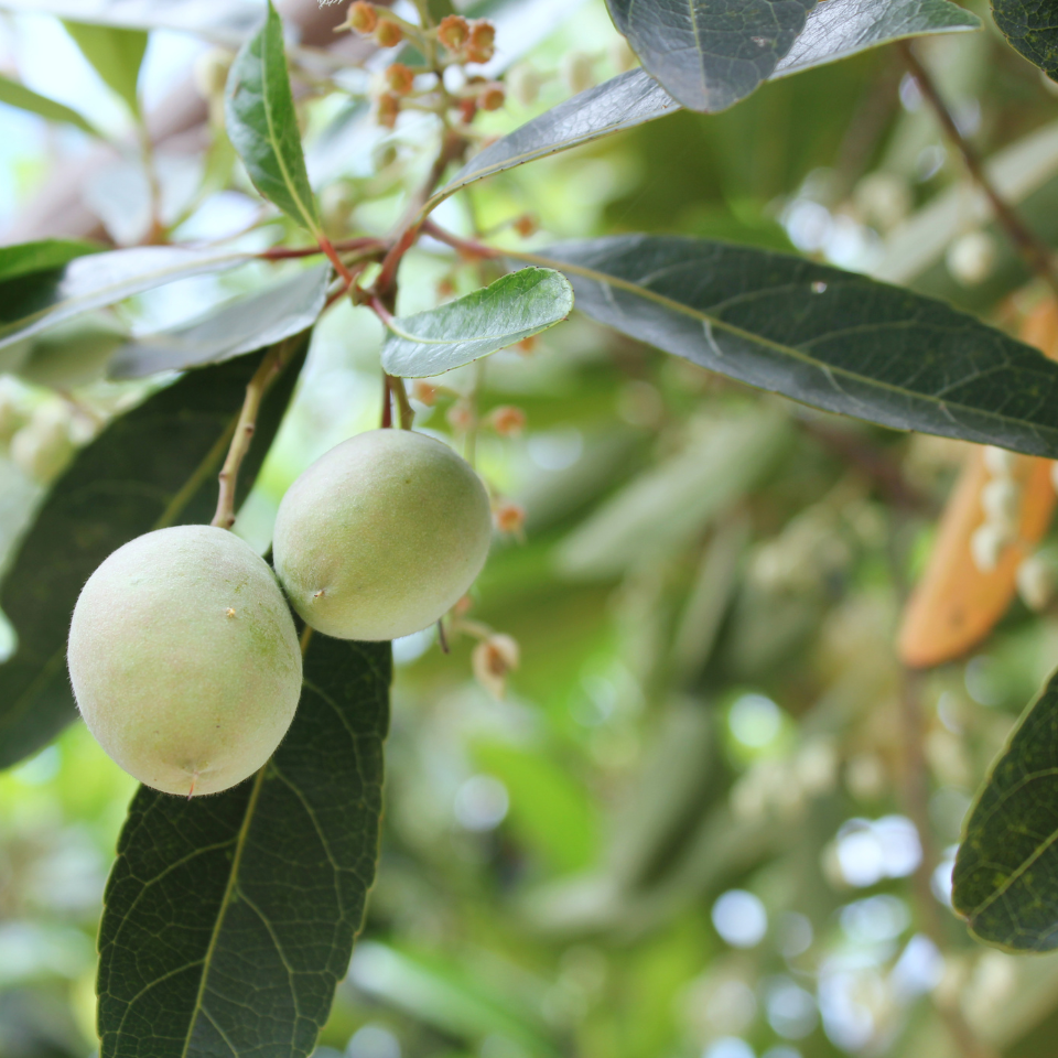Elaeocarpus Ganitrus, Rudraksha tree seeds (OM NAMAH SHIVAYA) - 5