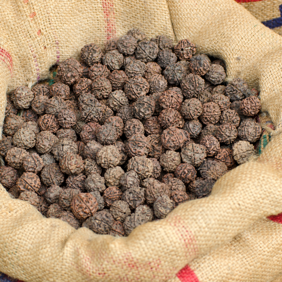 Elaeocarpus Ganitrus, Rudraksha tree seeds (OM NAMAH SHIVAYA) - 5