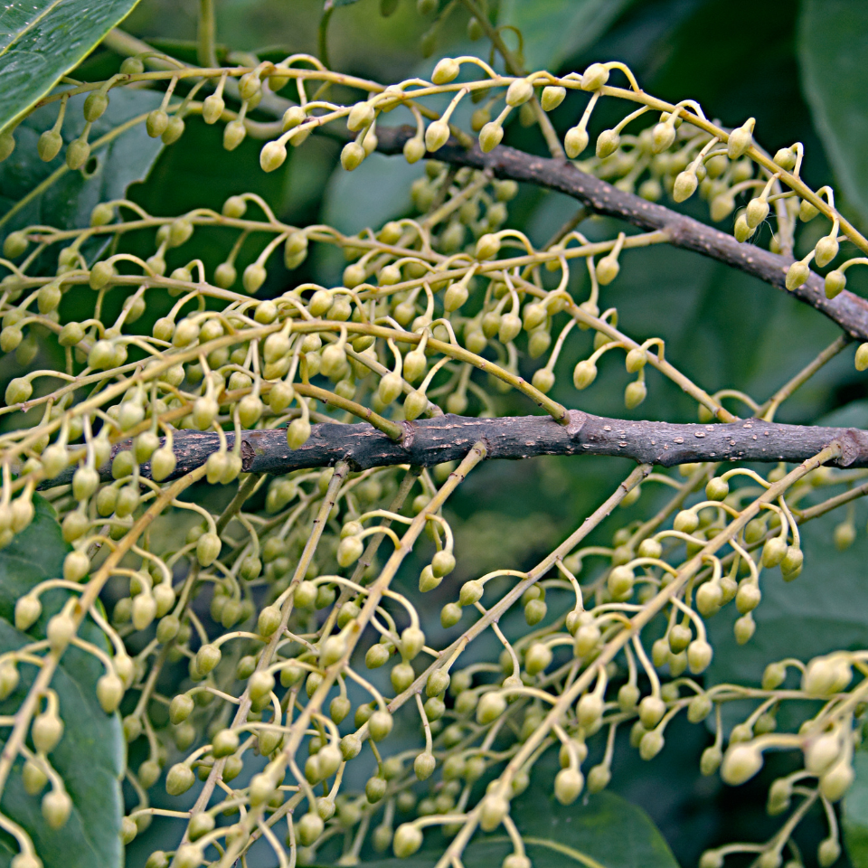 Elaeocarpus Ganitrus, Rudraksha tree seeds (OM NAMAH SHIVAYA) - 5