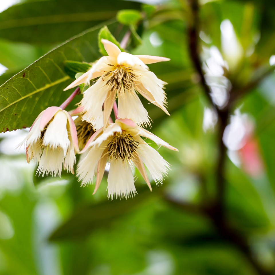 Elaeocarpus Ganitrus, Rudraksha tree seeds (OM NAMAH SHIVAYA) - 5