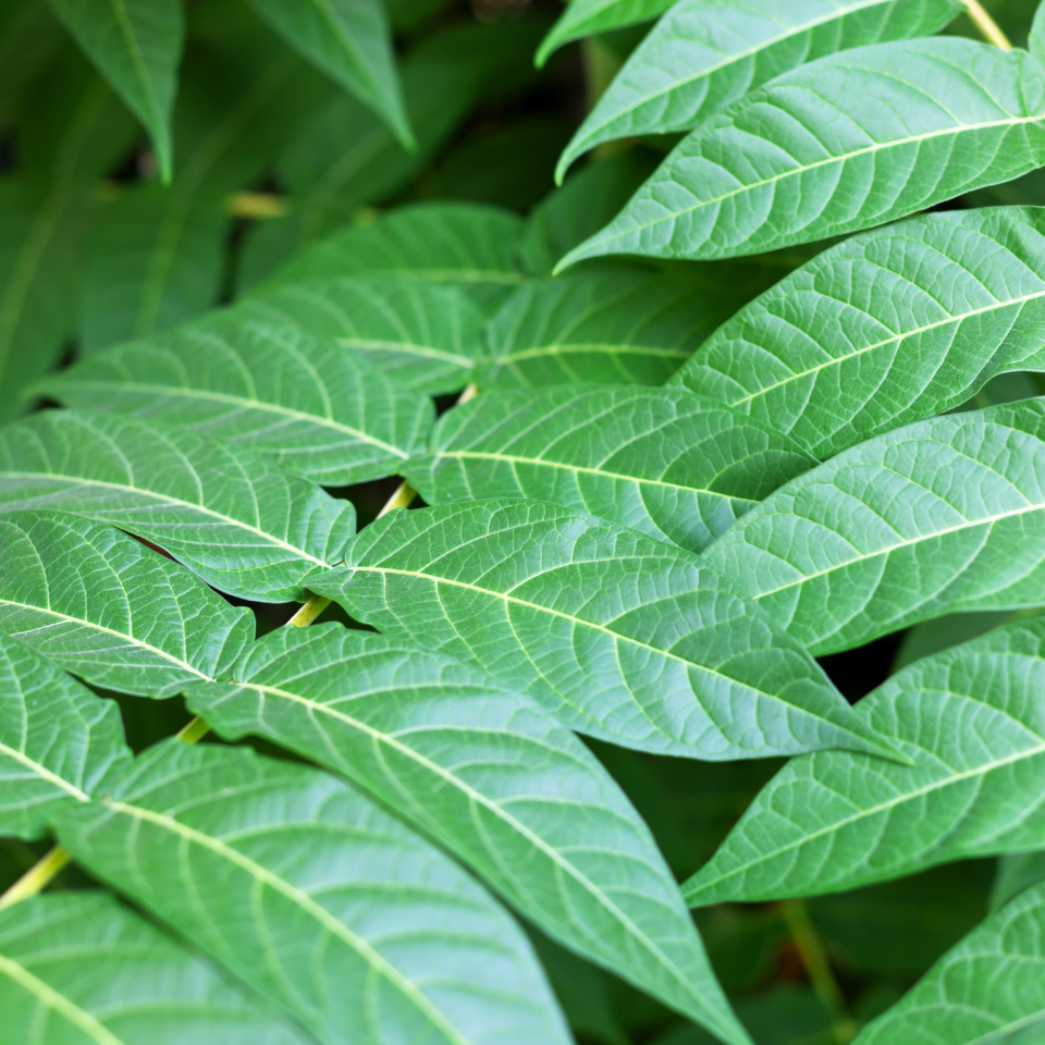 Ailanthus Excelsa, Mahaneem seeds - 30