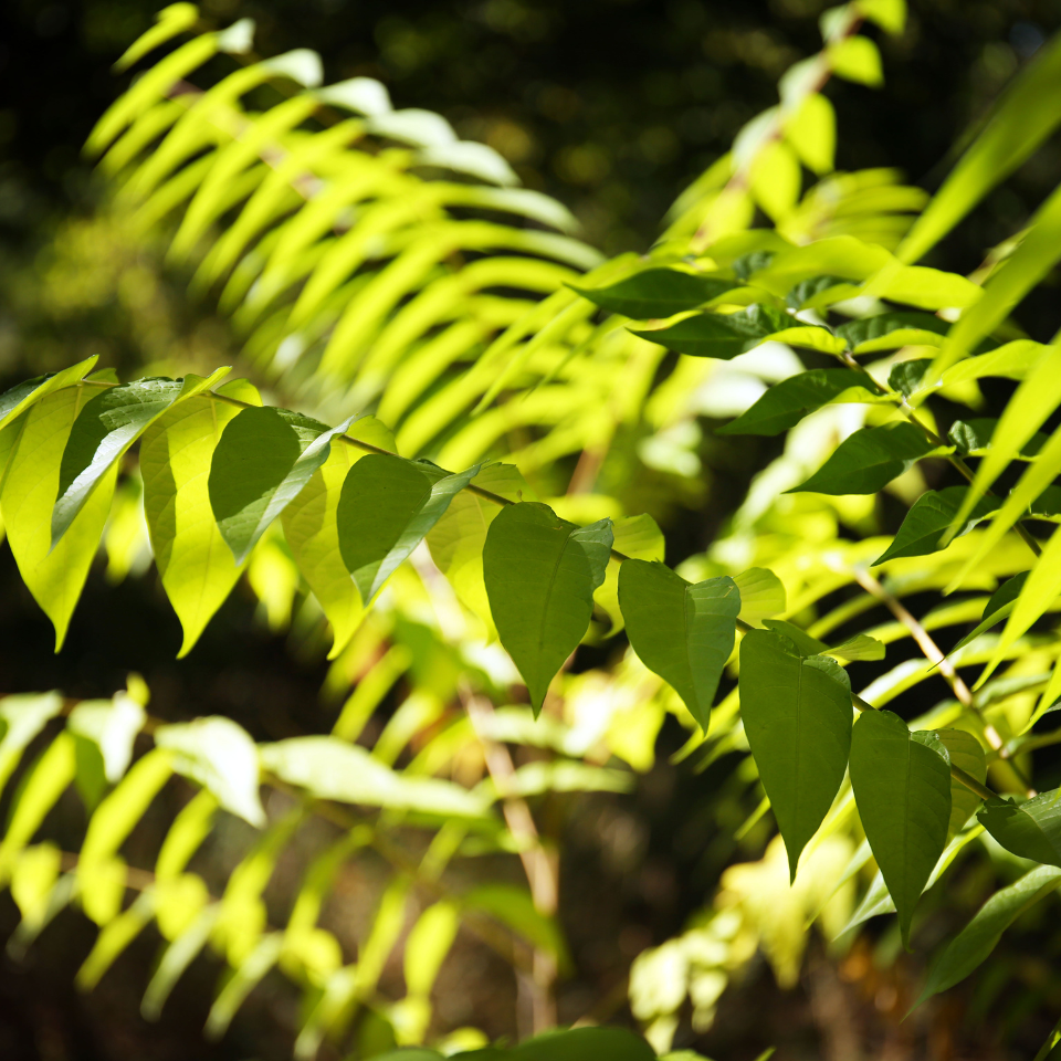 Ailanthus Excelsa, Mahaneem seeds - 30