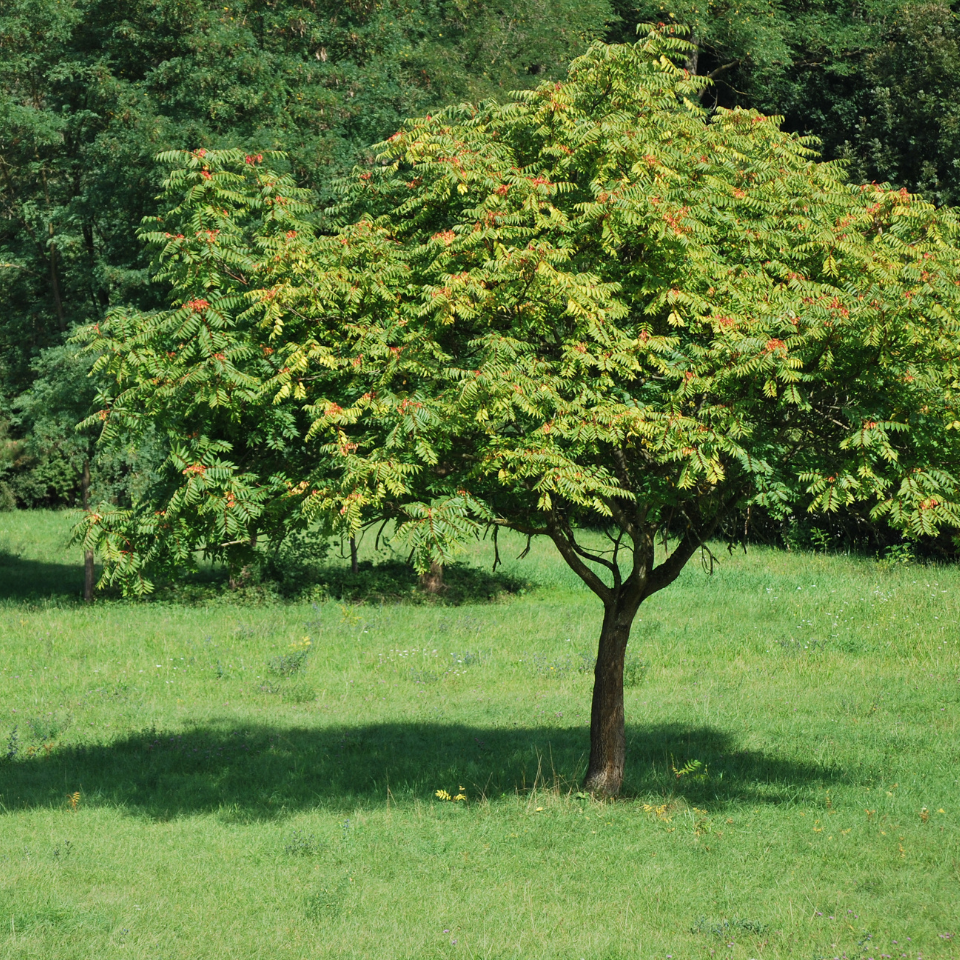Ailanthus Excelsa, Mahaneem seeds - 30