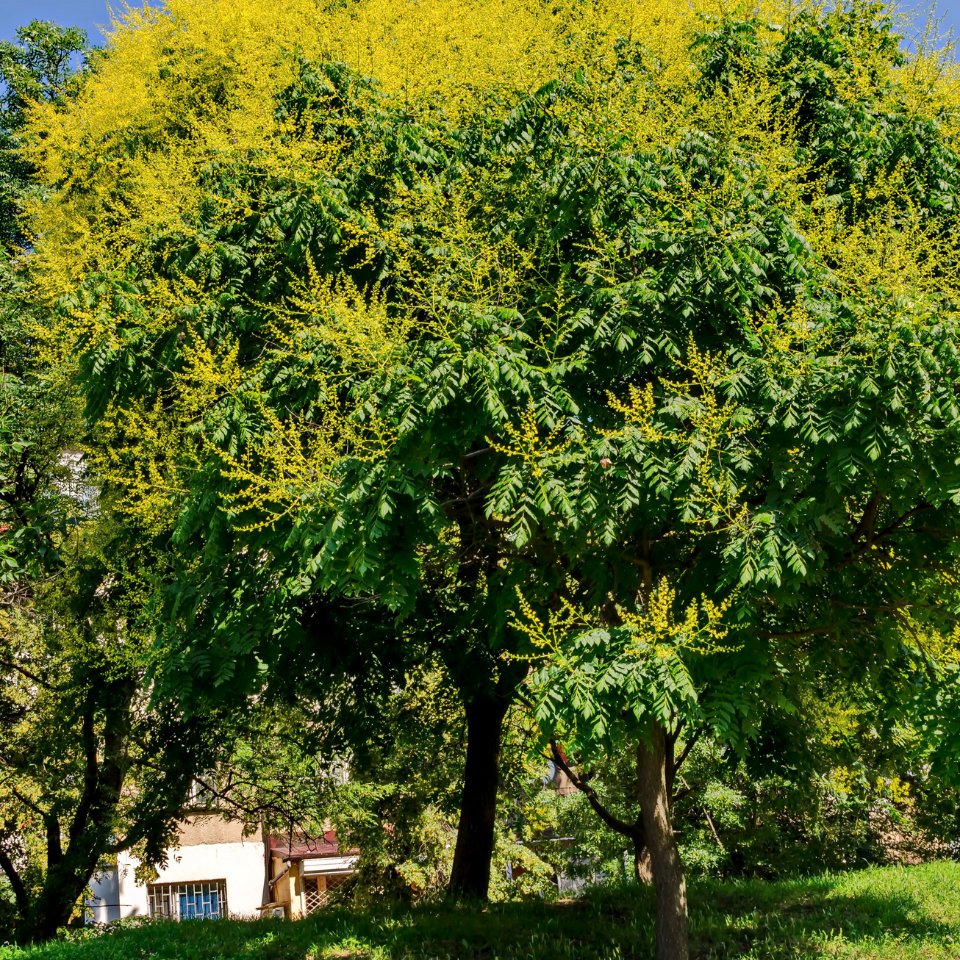 Ailanthus Excelsa, Mahaneem seeds - 30