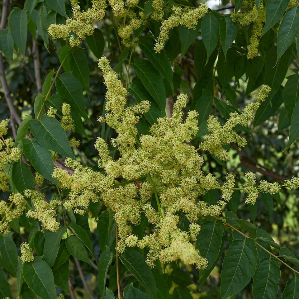 Ailanthus Excelsa, Mahaneem seeds - 30