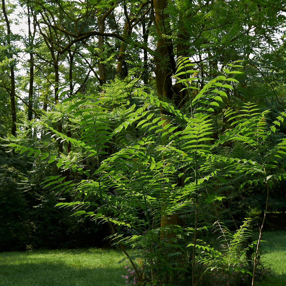 Ailanthus Excelsa, Mahaneem seeds - 30