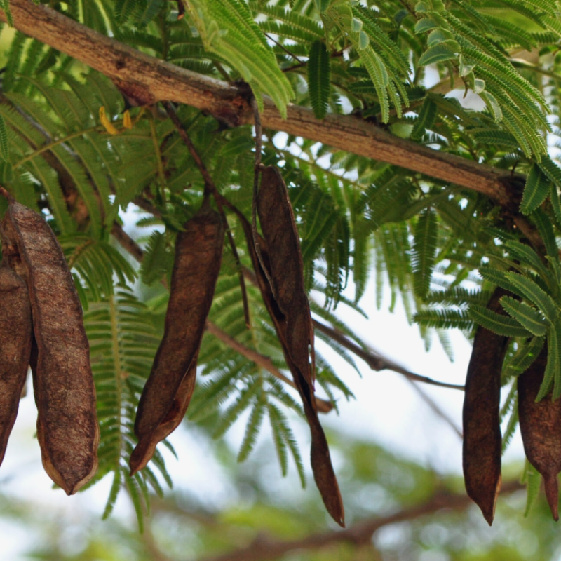 Senegalia Catechu, Khair, catechu, cachou, cutchtree, black cutch seeds - 30