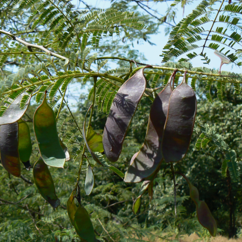 Senegalia Catechu, Khair, catechu, cachou, cutchtree, black cutch seeds - 15