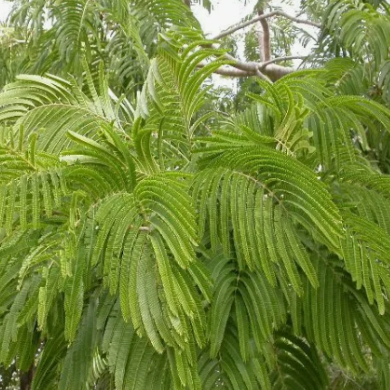 Senegalia Catechu, Khair, catechu, cachou, cutchtree, black cutch seeds - 30